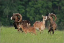 <p>MUFLON (Ovis musimon) Šluknovsko - Valdek ---- /Mouflon - Mufflon/</p>